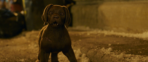 Кадр из фильма Кот и пёс